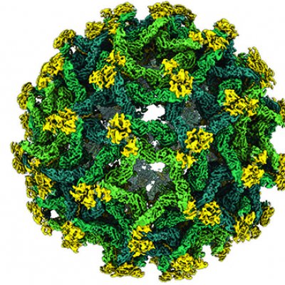 A reconstruction of the Binjari virus, which will help reimagine the architecture of immature flaviviruses. Image credit: Dr Natalee Newton
